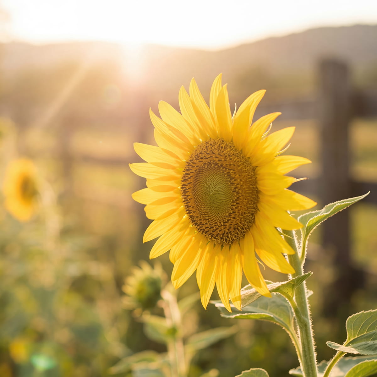 Sunflower at sunset in a flower field
